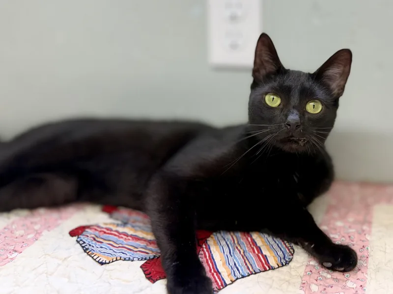 A young medium-sized female Black Domestic Short Hair cat named Kelly for adoption in Anderson, IN
