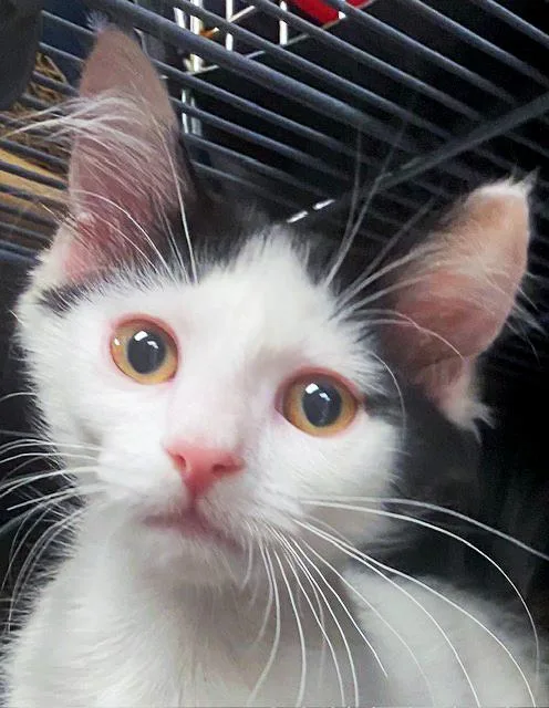 Leo