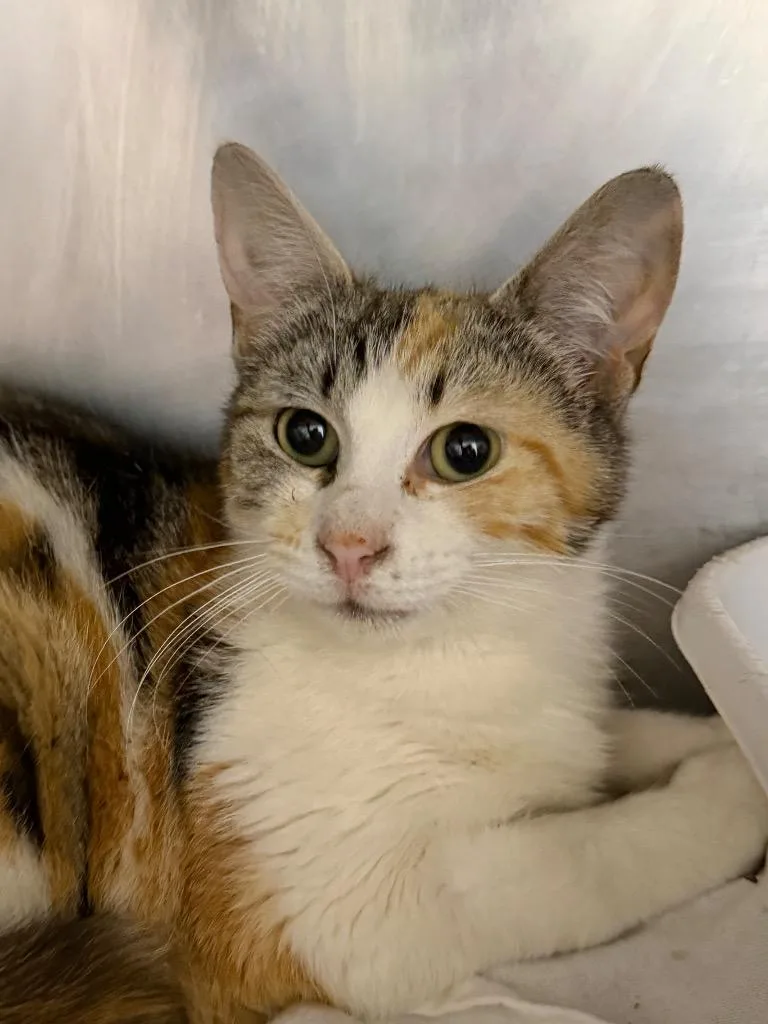 A young medium-sized female Domestic Short Hair cat named Calico for adoption in Pomona, NY