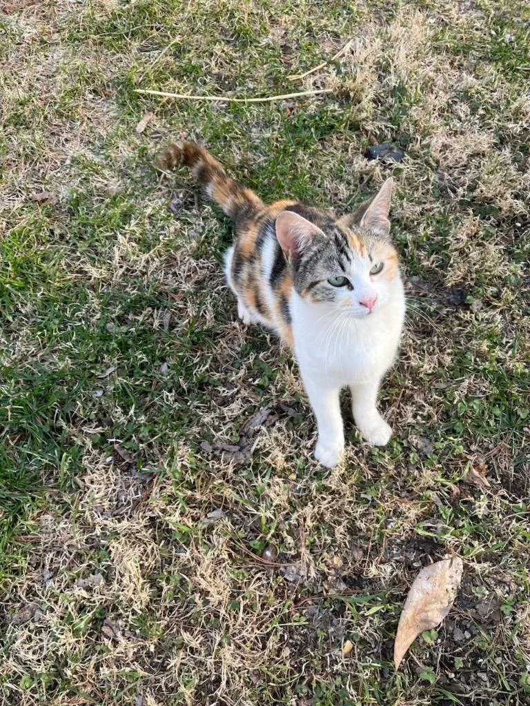 Calico thumbnail 2