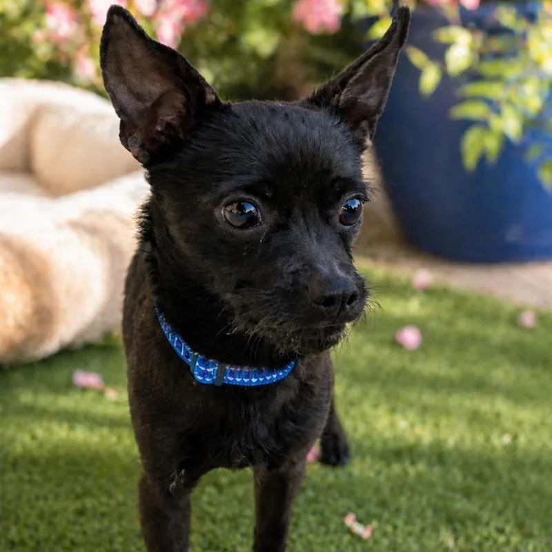 An adult small-sized male Black Chihuahua dog named Henry for adoption in Phoenix, AZ