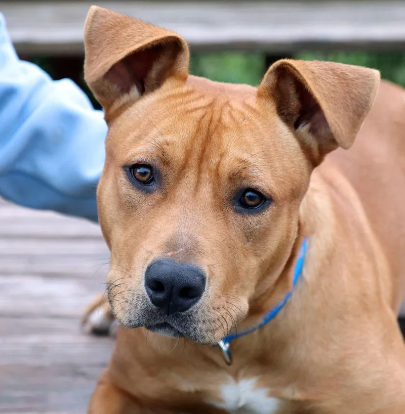 A young large-sized male Brown / Chocolate Labrador Retriever dog named Duke for adoption in Kansas City, KS