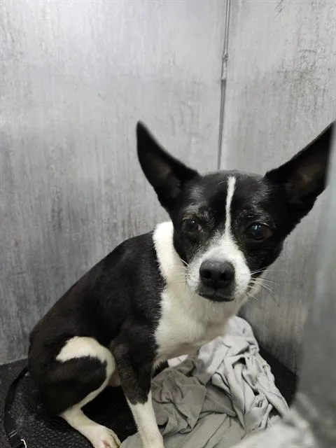 An adult small-sized male Terrier dog named A for adoption in San Antonio, TX