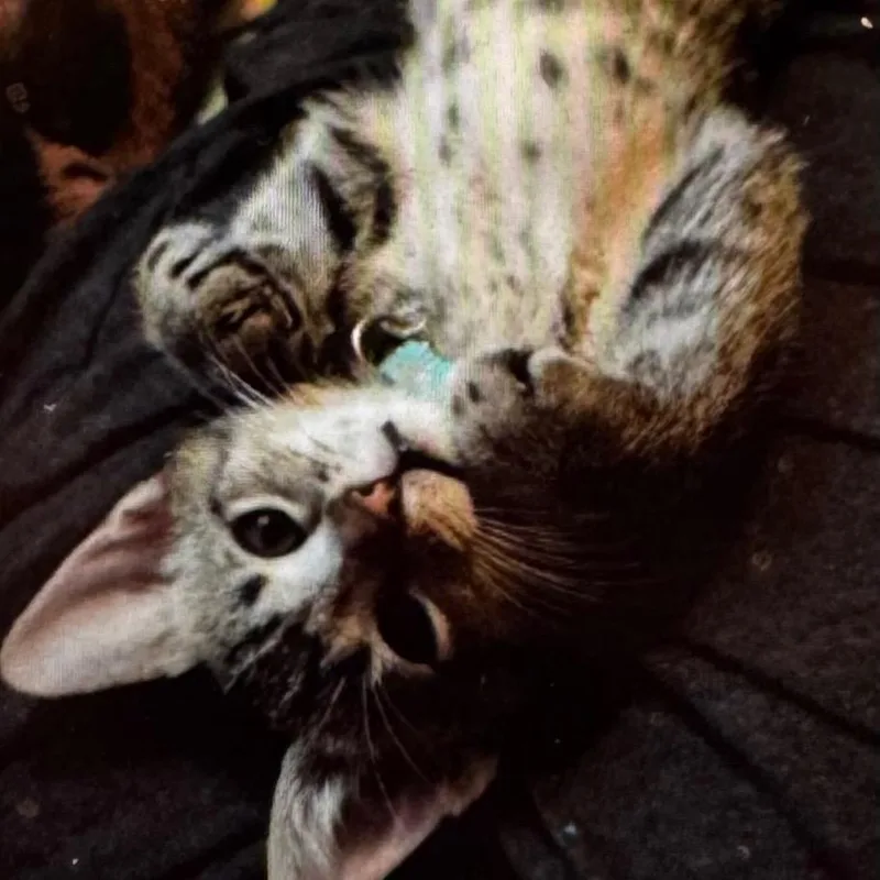 A baby small-sized male Brown / Chocolate Domestic Short Hair cat named Sixerpaw for adoption in Wheeling, IL