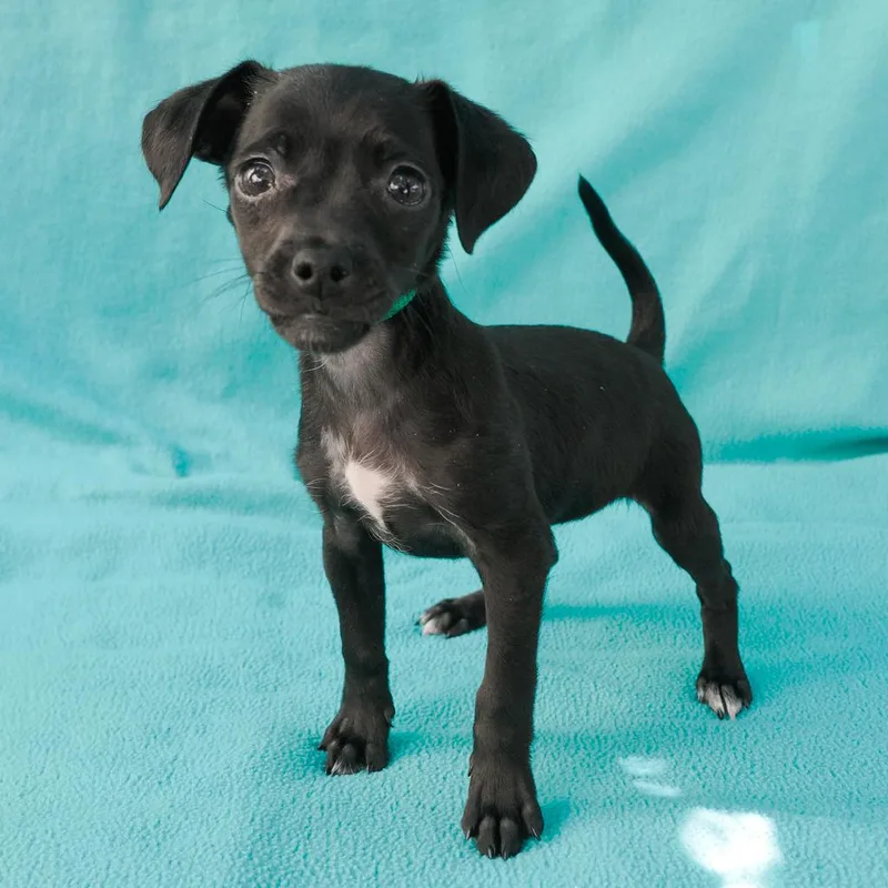 A baby small-sized female Black Chihuahua dog named Junebug for adoption in Point Richmond, CA