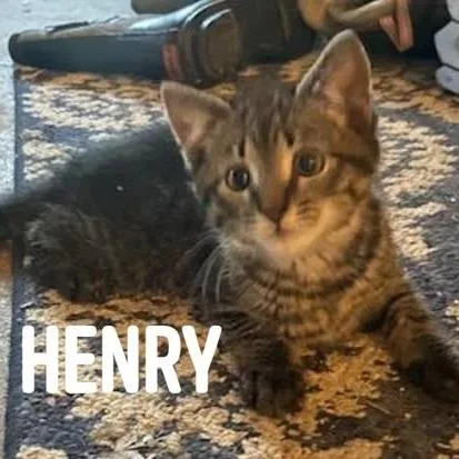 Henry C