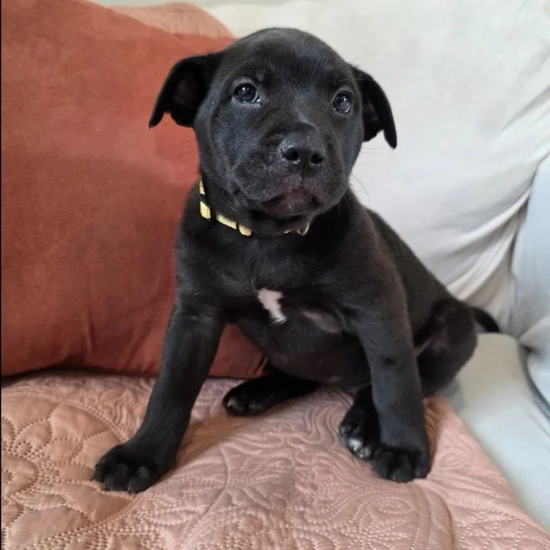 A baby medium-sized female Black Border Collie dog named Daisy for adoption in Kansas City, MO