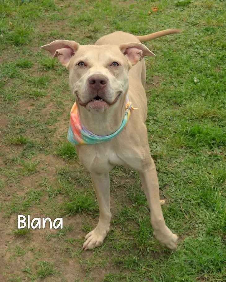 A young large-sized female Pit Bull Terrier dog named Blana for adoption in Gautier, MS