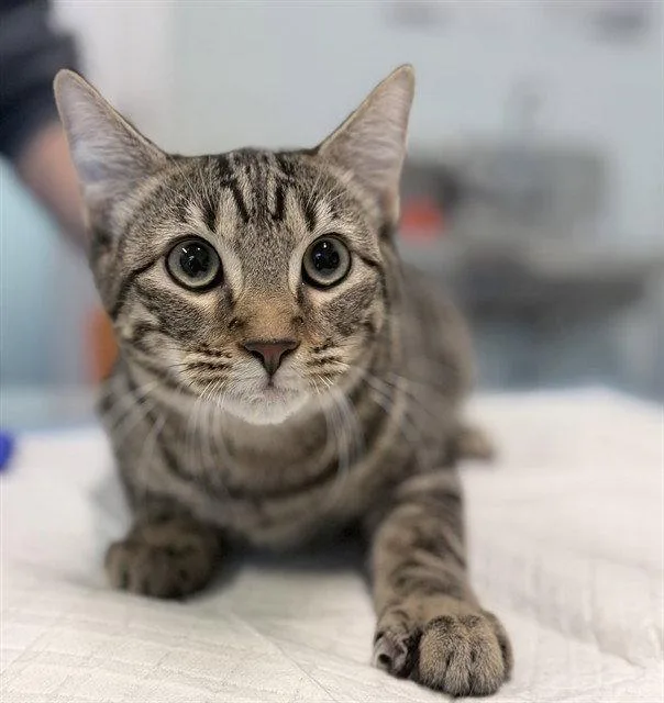 A baby small-sized male Brown / Chocolate Domestic Short Hair cat named Cody for adoption in Tavares, FL