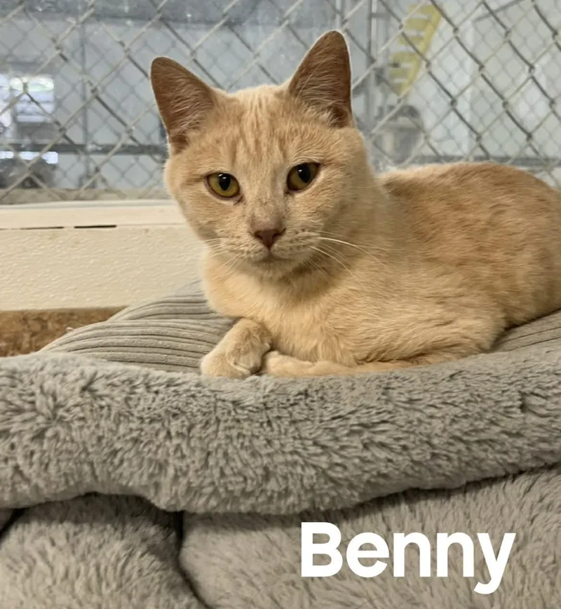 A young medium-sized male Buff / Tan / Fawn American Shorthair cat named Benny for adoption in Quincy, MI