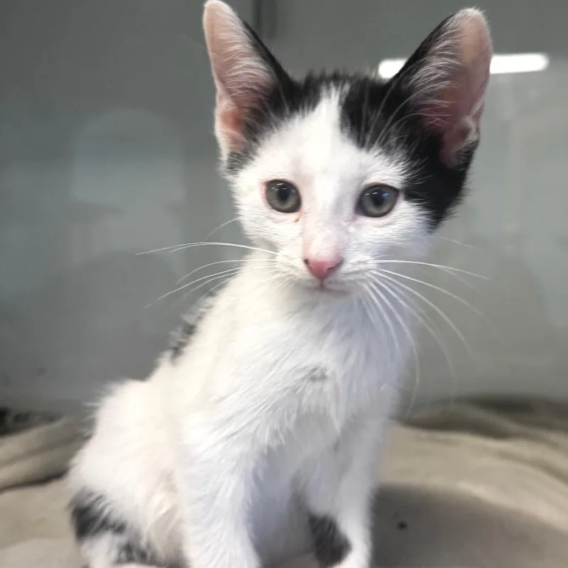 A baby small-sized male White Domestic Short Hair cat named Apricot for adoption in Wheeling, IL