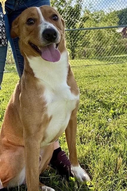 A young small-sized male Australian Cattle Dog / Blue Heeler dog named Citrine for adoption in Kalamazoo, MI