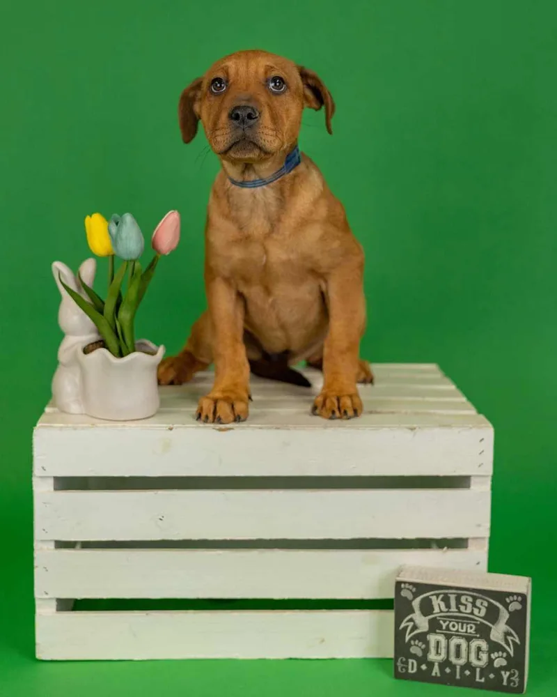 A baby medium-sized female Shepherd dog named 316-26 for adoption in Brighton, CO