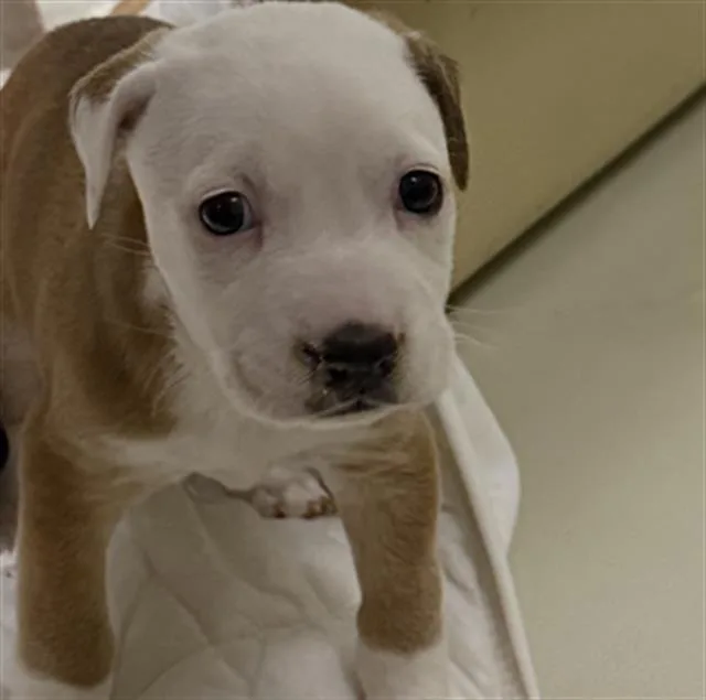 A baby small-sized male White / Cream Pit Bull Terrier dog named Bayleaf  Urgent for adoption in Thousand Oaks, CA