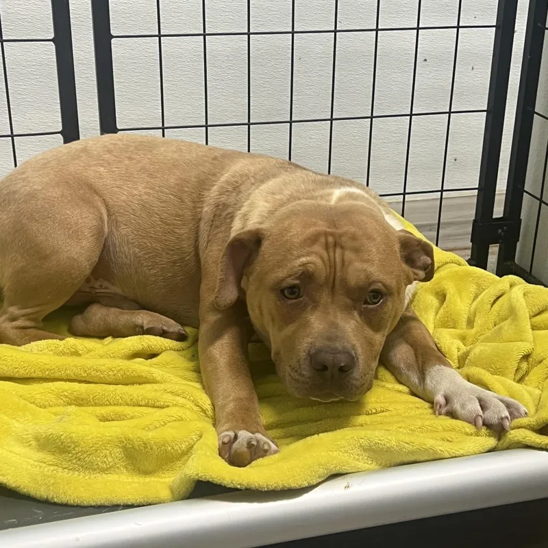 A young medium-sized male Brown / Chocolate Boxer dog named Acerola for adoption in St. Louis, MO