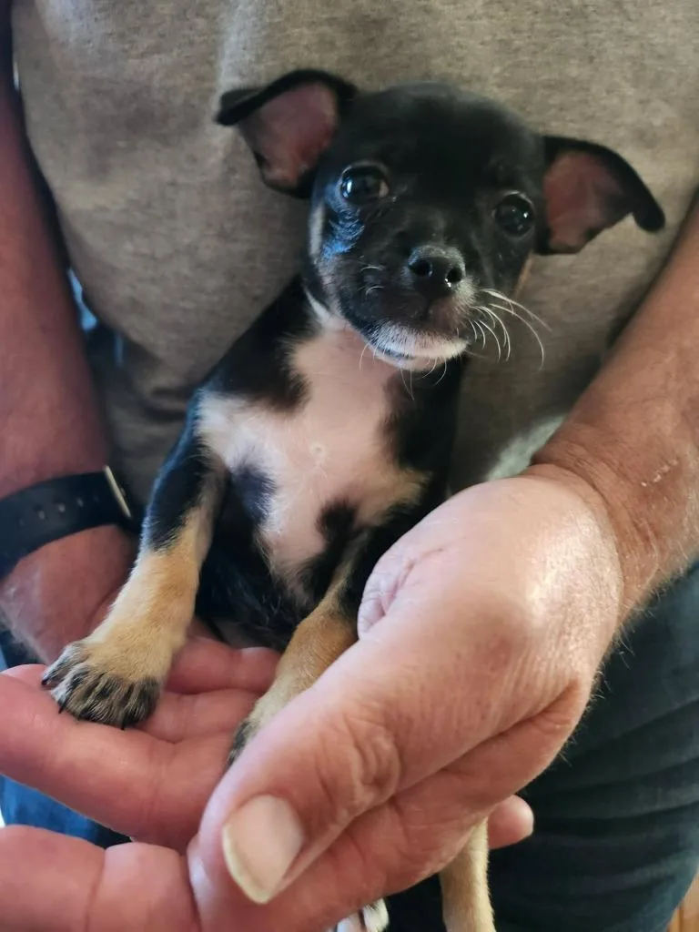A baby small-sized male Chihuahua dog named Simon for adoption in Mesa, AZ