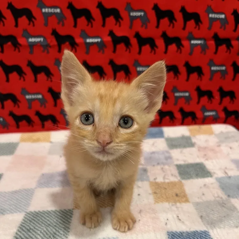A baby small-sized male Orange / Red Domestic Short Hair cat named Pensacola for adoption in Washburn, MO