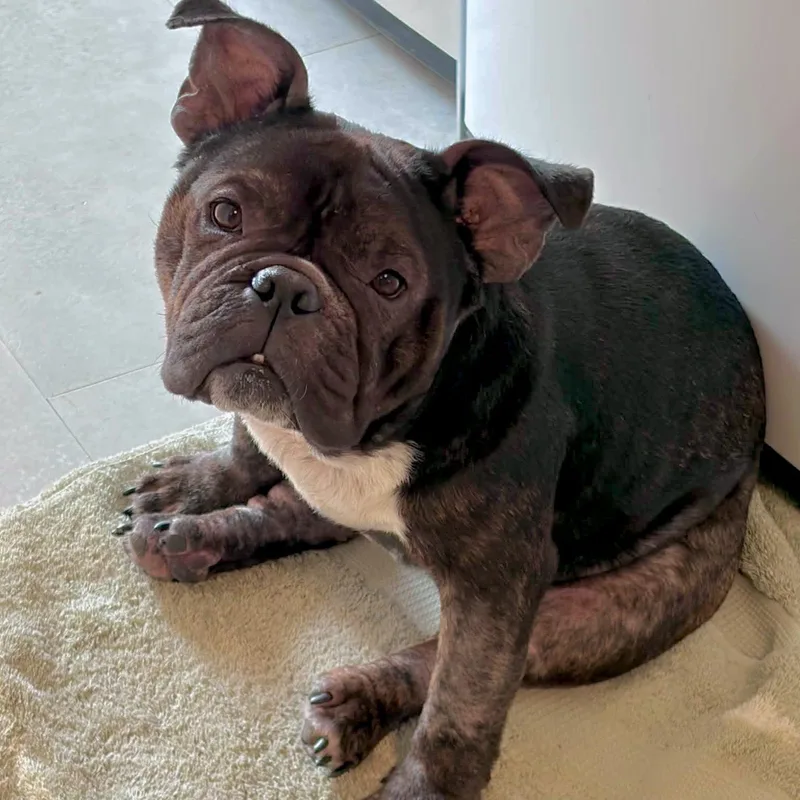 A young medium-sized female Black American Bulldog dog named Tootsie for adoption in Mead, CO