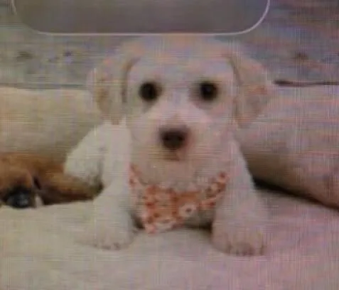 An adult small-sized female White / Cream Bichon Frise dog named Judy for adoption in Washington, DC