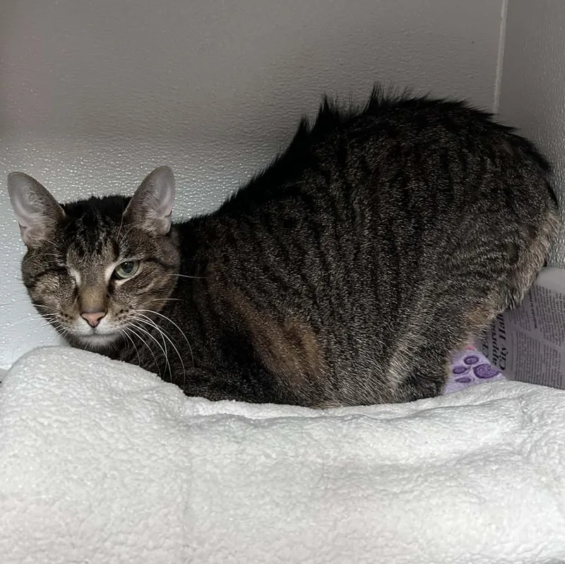 An adult large-sized female Tabby (Brown / Chocolate) Domestic Short Hair cat named Jelly for adoption in The Colony, TX