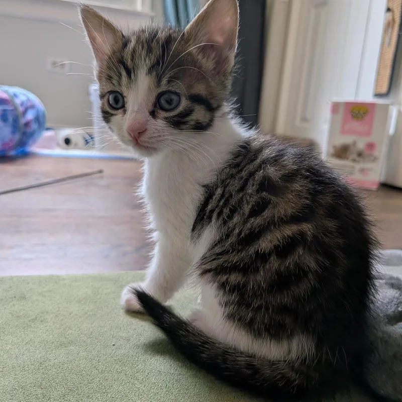 A baby small-sized male Brown / Chocolate Domestic Short Hair cat named Mongo for adoption in Oak Park, IL
