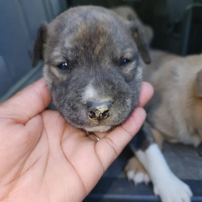 A baby small-sized male Brindle Shepherd dog named Boo for adoption in Birmingham, AL