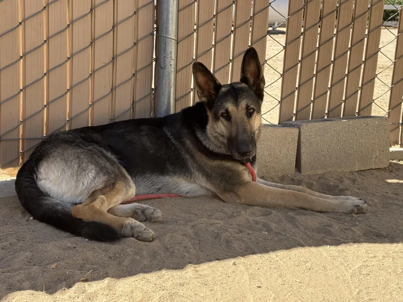 An adult large-sized female Tricolor (Brown, Black, & White) German Shepherd Dog dog named Hayden for adoption in Van Nuys, CA