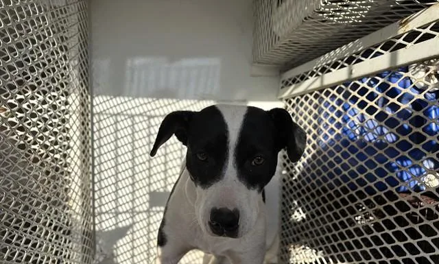 A baby small-sized female White / Cream Pit Bull Terrier dog named Mooie  URGENT for adoption in Thousand Oaks, CA