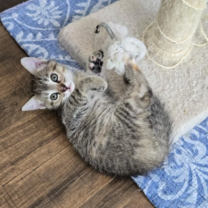 A baby small-sized female Brown / Chocolate Domestic Short Hair cat named Louise for adoption in Bel Air, MD
