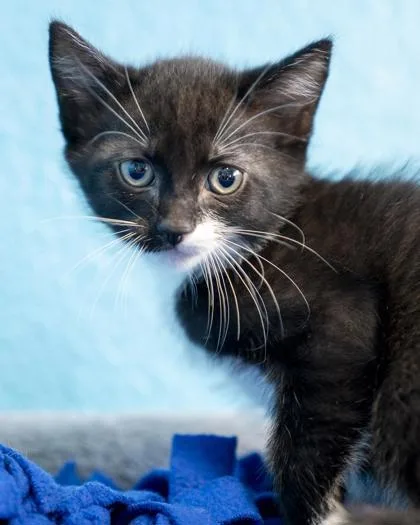 A baby small-sized female Domestic Short Hair cat named Minnie for adoption in Pequot Lakes, MN