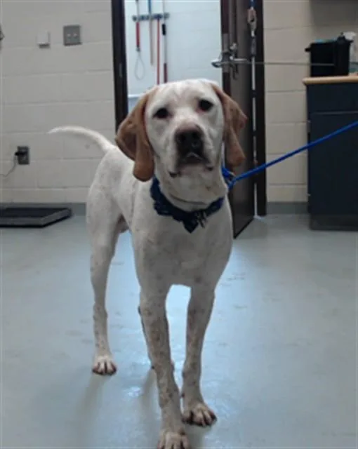 A young large-sized male English Setter dog named Jethro for adoption in Fayetteville, NC