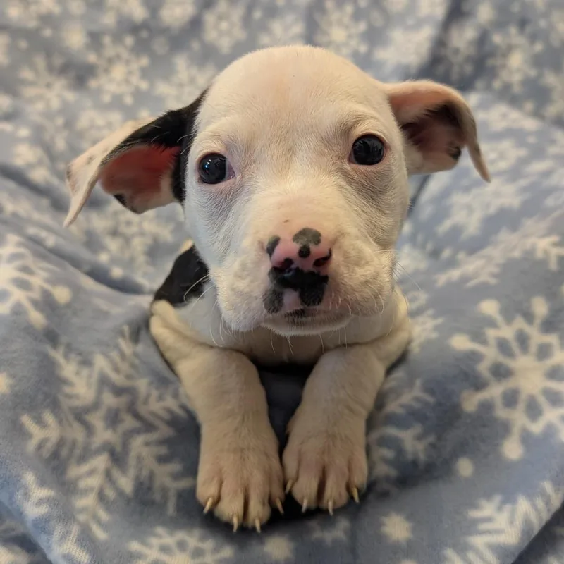 A young small-sized male White / Cream Pit Bull Terrier dog named Kiro for adoption in Manhattan, KS