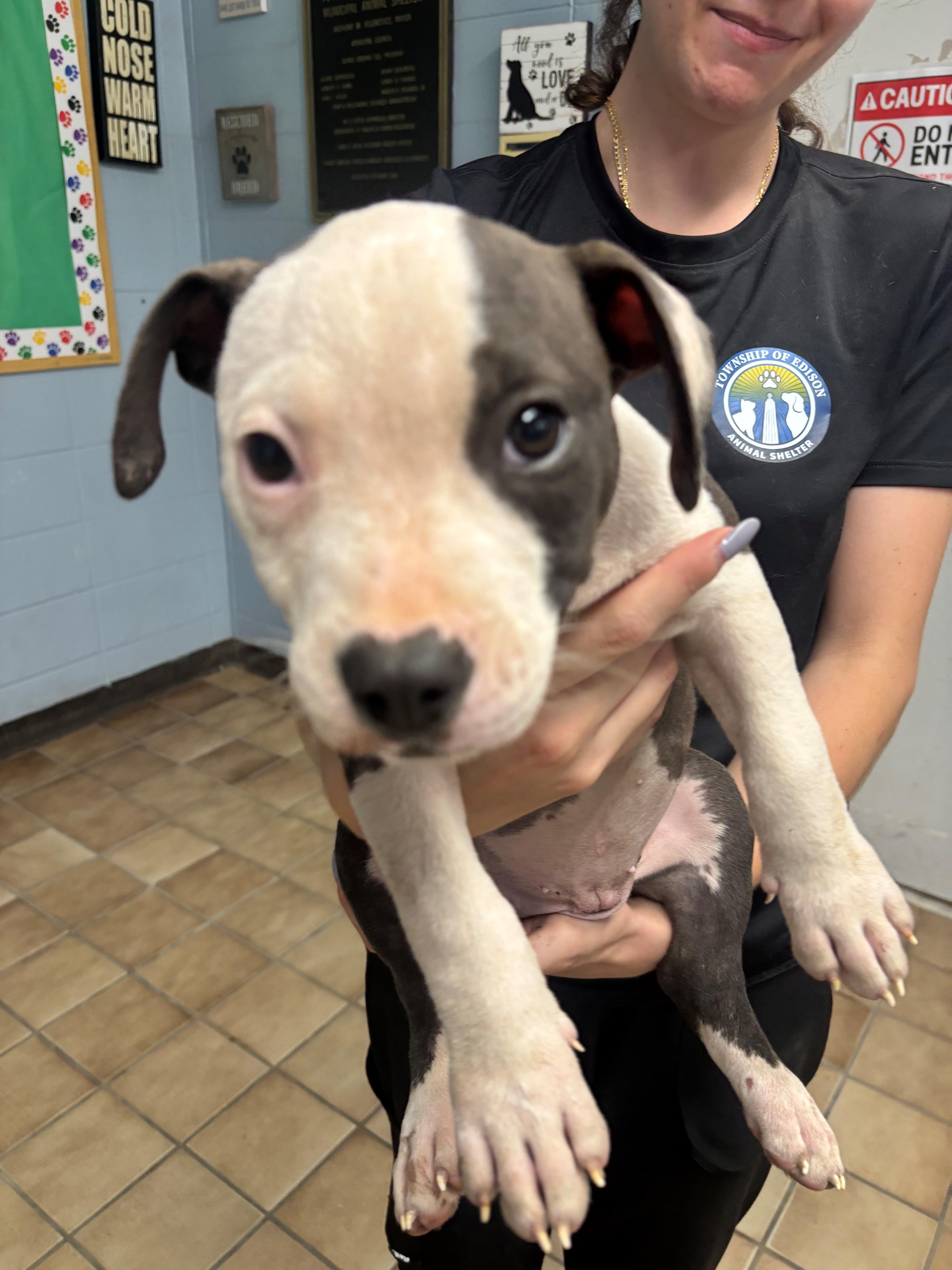 A baby medium-sized female Pit Bull Terrier dog named Gizmo for adoption in Edison, NJ