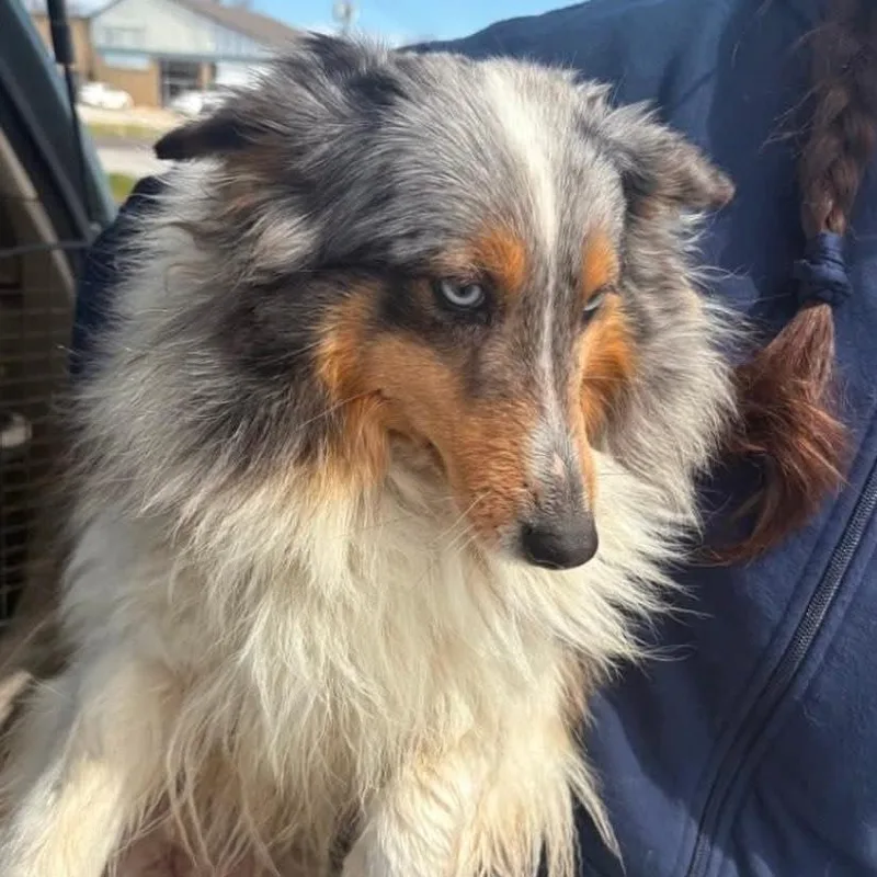 An adult small-sized female Gray / Blue / Silver Shetland Sheepdog / Sheltie dog named Sierra for adoption in Normal, IL