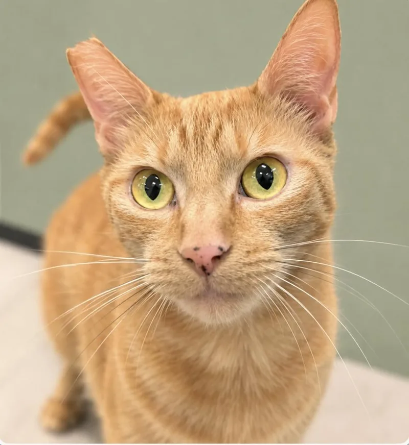 A young small-sized female Tabby (Orange / Red) Domestic Short Hair cat named Isla for adoption in Oradell, NJ