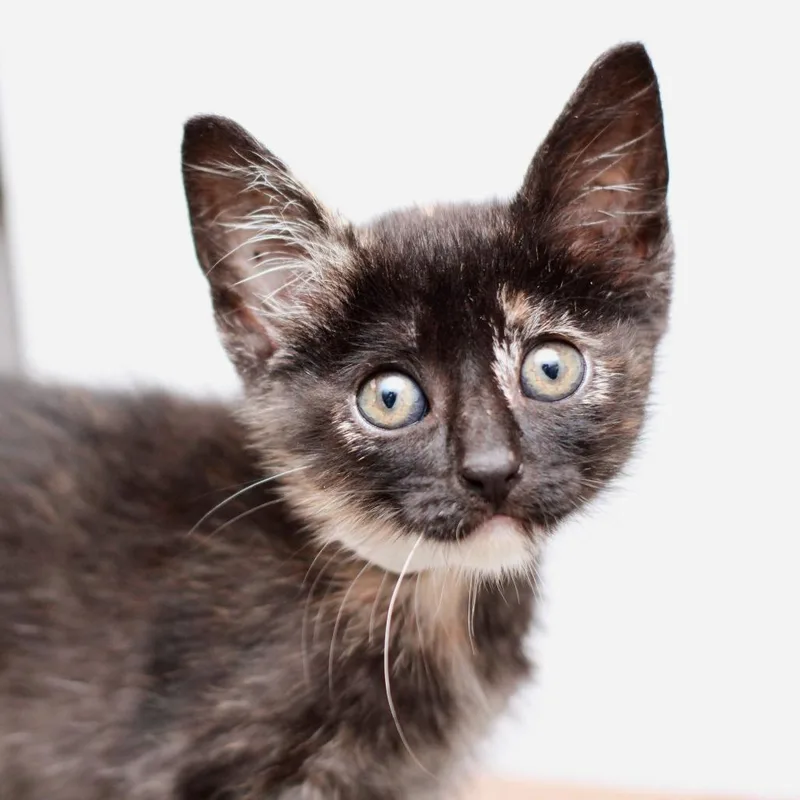 A baby small-sized female Black Domestic Short Hair cat named Padme Amidala for adoption in Hattiesburg, MS