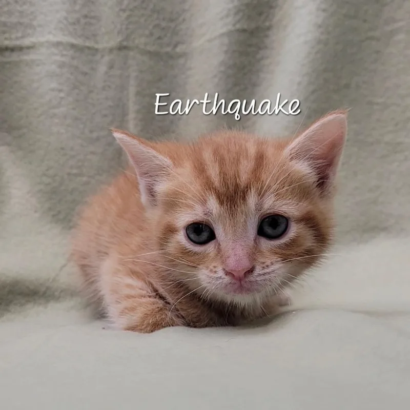 Earthquake