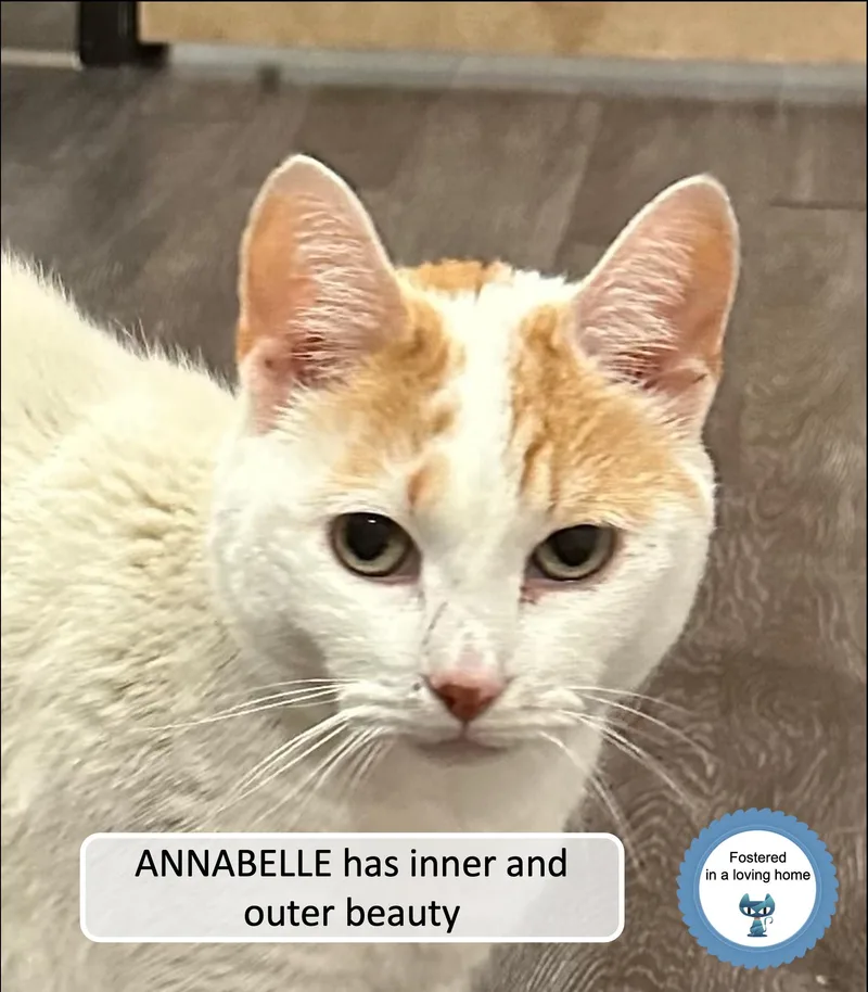 Annabelle thumbnail 4
