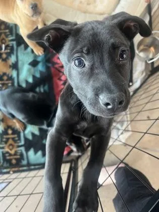 A baby medium-sized male Mixed Breed dog named Clapper for adoption in West Chester, PA