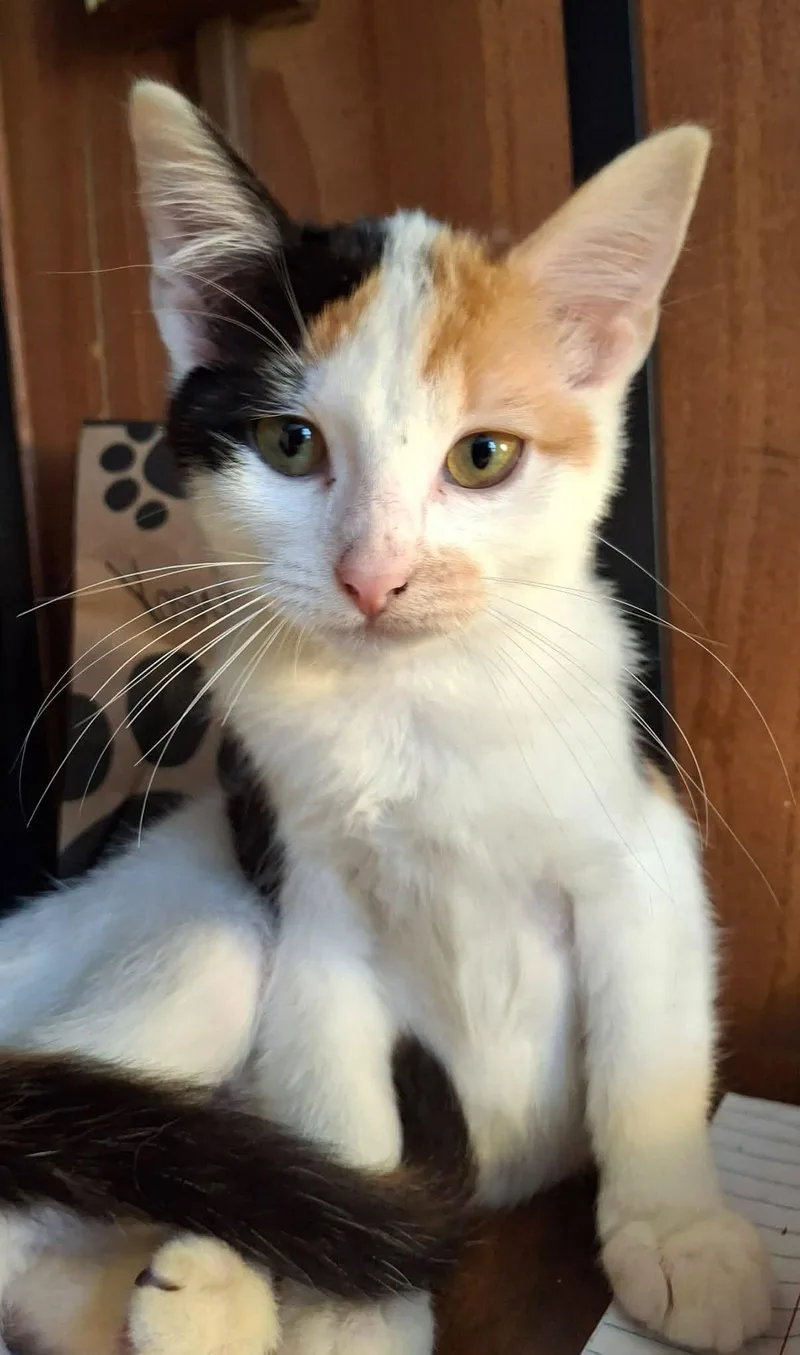 A baby small-sized female Calico cat named Frankie for adoption in Beckley, WV
