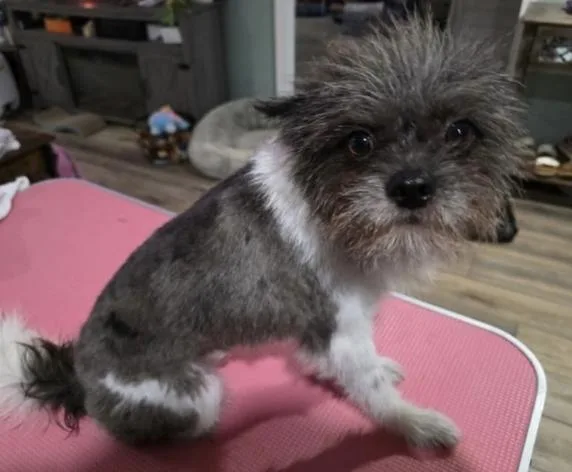 A young small-sized male Pomeranian dog named Wookie for adoption in Decatur, GA