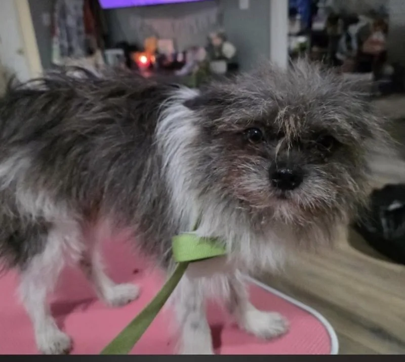 Wookie thumbnail 3