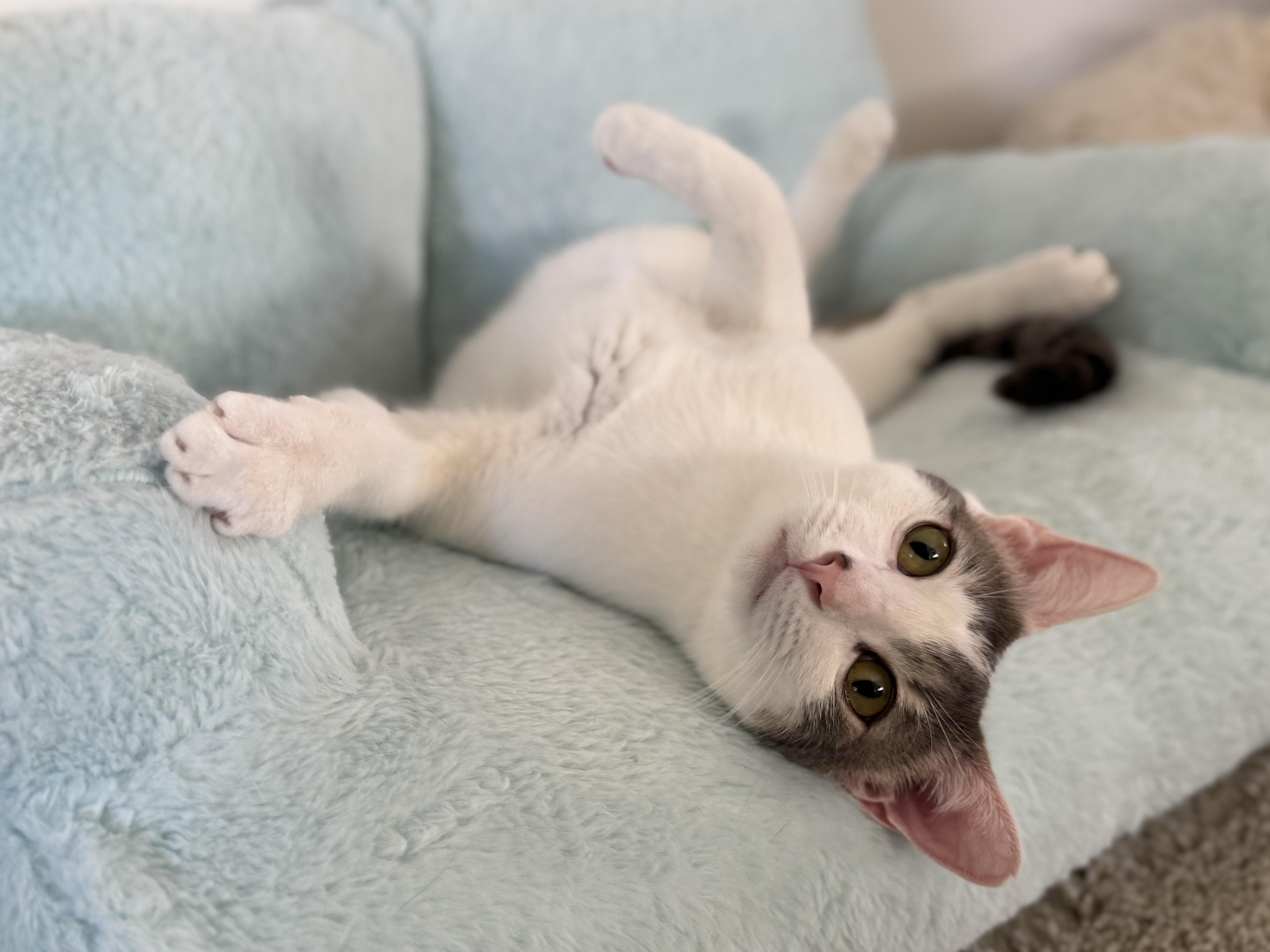 An adult medium-sized female Tabby (Brown / Chocolate) Domestic Short Hair cat named Dana & Abbot for adoption in Avondale Estates, GA