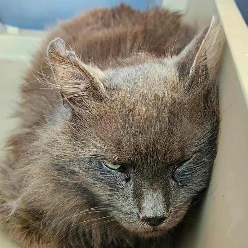 A senior small-sized male Gray / Blue / Silver Domestic Short Hair cat named Phineas for adoption in Winchester, VA