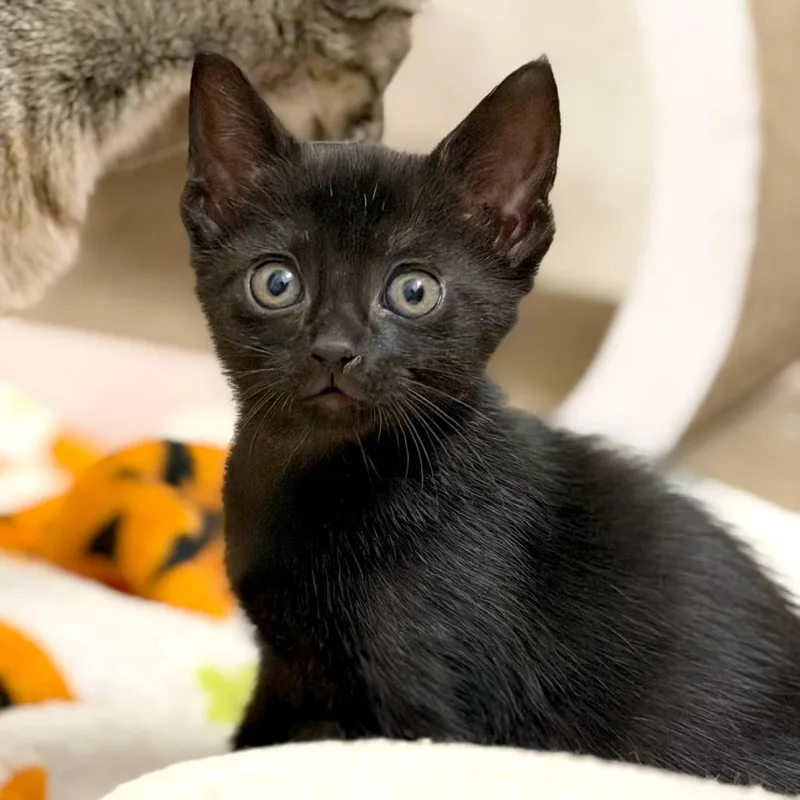 A baby small-sized female Black Domestic Short Hair cat named IT Director for adoption in Austin, TX