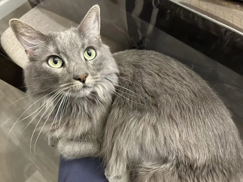 An adult medium-sized female Gray / Blue / Silver Domestic Medium Hair cat named Chilla Peridot for adoption in Chandler, AZ