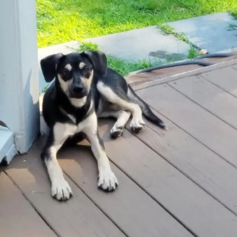 A baby medium-sized female Tricolor (Brown, Black, & White) Mixed Breed dog named Muffin for adoption in Yaphank, NY