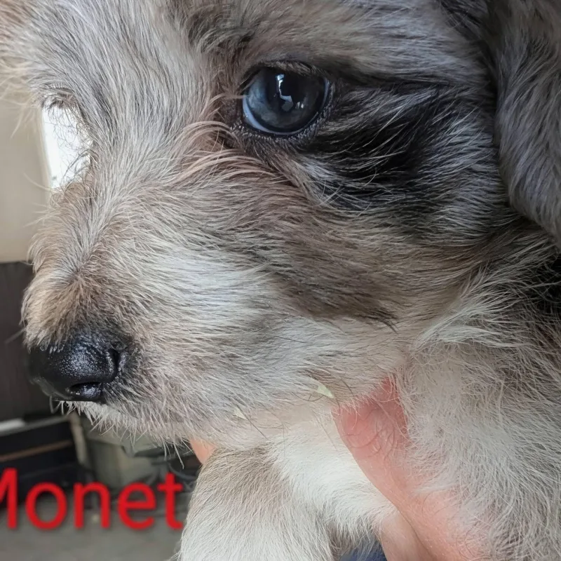 A baby medium-sized female Merle (Blue) Catahoula Leopard Dog dog named Monet  Works Of for adoption in Amelia, OH