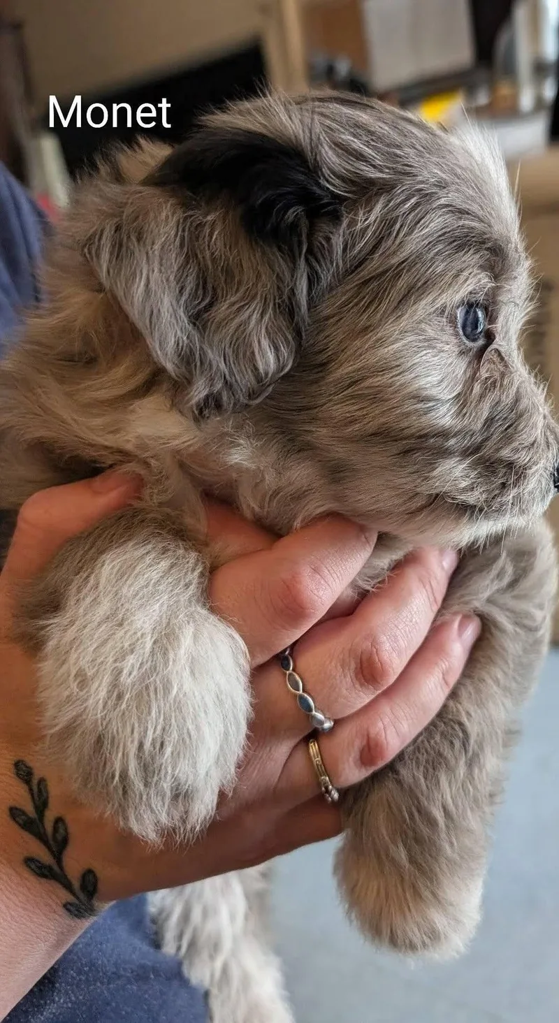 Monet  Works Of thumbnail 3