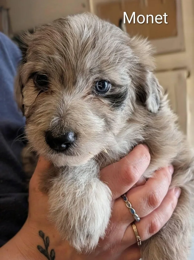 Monet  Works Of thumbnail 4